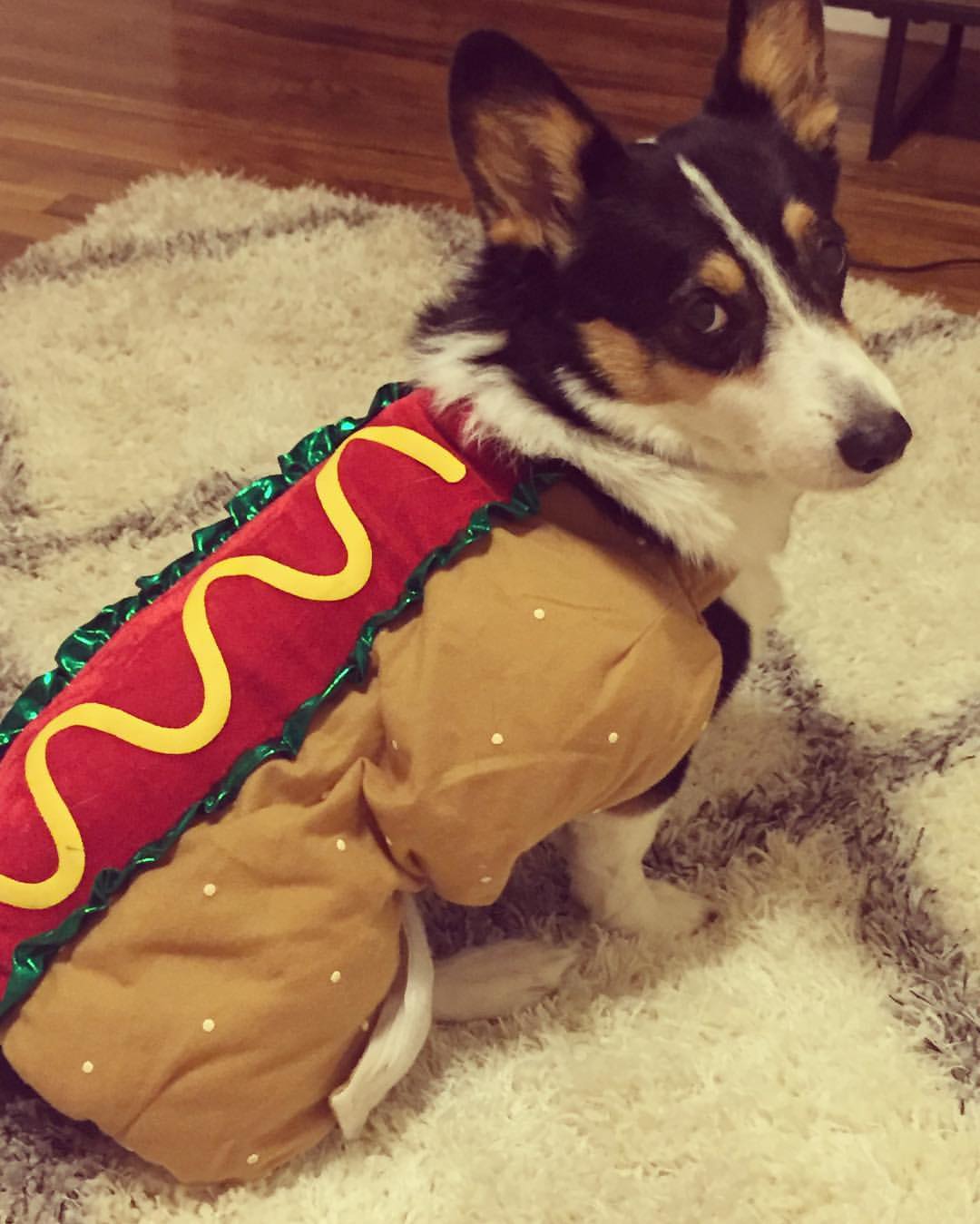 корги рыжий