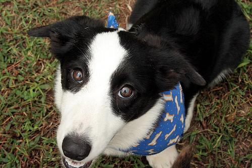 корги бежит