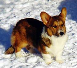 корги смотрит