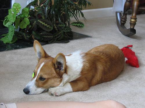 корги на улице