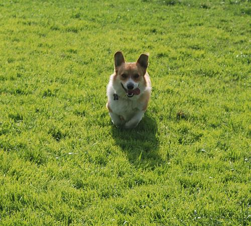 корги милый