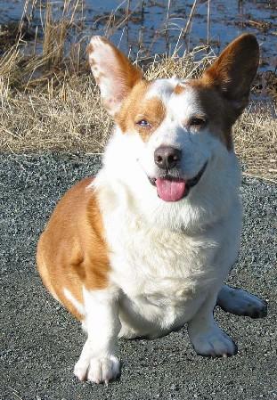 корги портрет